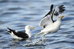 海鸥水中嬉戏瞬间