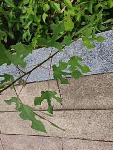 路边绿植枝条特写