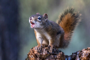 张嘴松鼠立于树桩