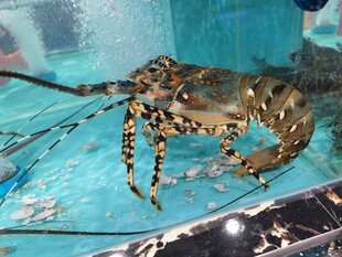 水族箱中的花纹龙虾