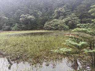 山间湿地景观