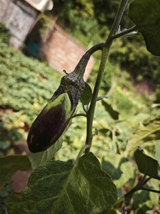 挂在枝头的紫茄子