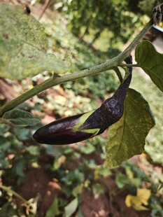 枝头挂着的紫长茄子
