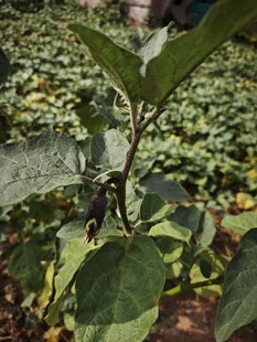 田间生长的翠绿茄子植株
