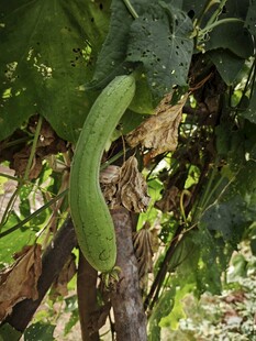 藤蔓上的翠绿丝瓜