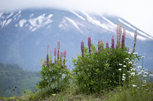 山间野花与远处雪山美景