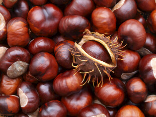 成熟的板栗