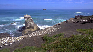 新西兰鸟岛风光