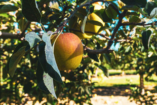 枝头硕果累累的成熟梨子