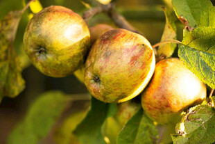 枝头成熟的诱人苹果