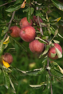 枝头红果挂绿叶间