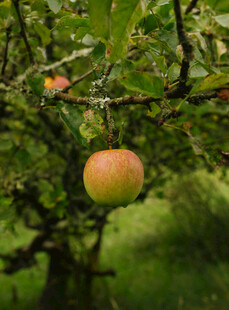 枝头挂着的诱人苹果