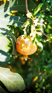 枝头挂着的成熟黄澄澄石榴