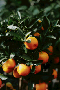 枝头挂满饱满的橙色果实