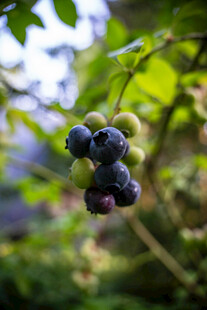 枝头饱满的新鲜蓝莓