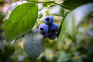 枝头饱满的新鲜蓝莓