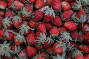 新鲜饱满的草莓堆叠