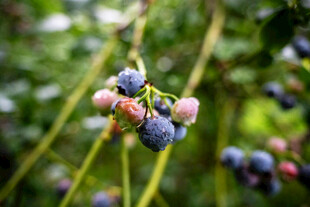枝头饱满的新鲜蓝莓