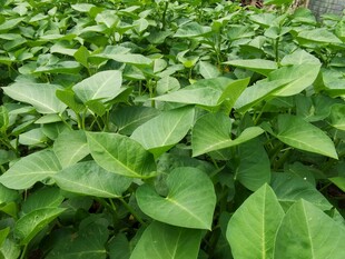 绿叶繁茂的空心菜植株