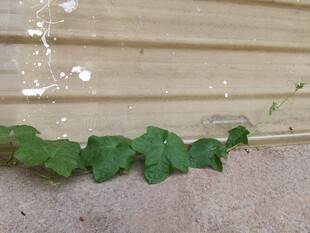 墙边生长的翠绿瓜类藤蔓植物