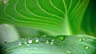 绿叶上晶莹的水珠