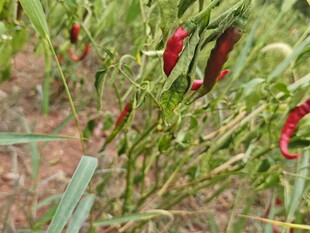 田间红辣椒植株特写