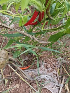 田间红辣椒生长景象