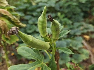 田间生长的鲜嫩豌豆荚
