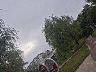 户外柳树下的休闲场景