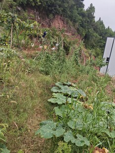 山间菜园 