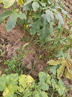 农田中的绿色植物