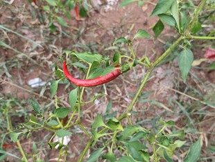田间红辣椒特写