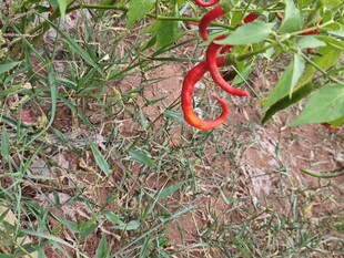 红辣椒生长于草丛间