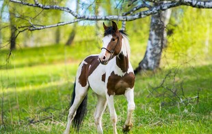 草地上的花斑马
