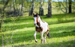 草原上奔跑的矫健骏马