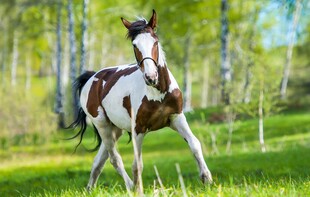 草原上奔腾的棕白骏马