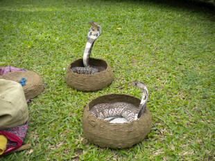 草地上的三只眼镜蛇