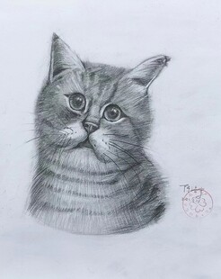 动物素描