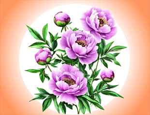 牡丹花插画