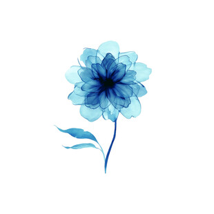 蓝色水彩花朵插画