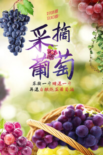 葡萄园采摘 
