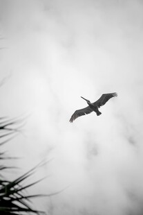 飞鸟翱翔于云雾间