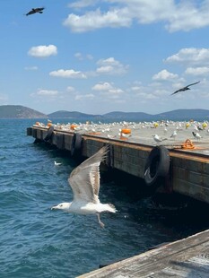 海豚跃出码头海面瞬间