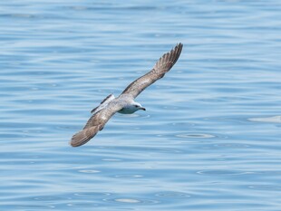 海面上飞翔的一只海鸟