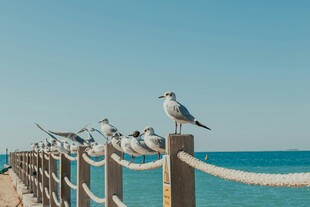 海边栈道上的群鸟