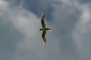 天空中翱翔的飞鸟