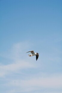 天空中翱翔的飞鸟