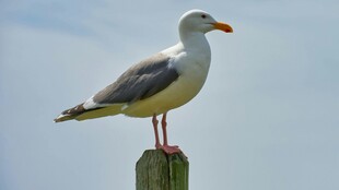 海鸥立于木桩眺望远方
