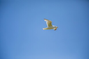 蓝天中翱翔的海鸥