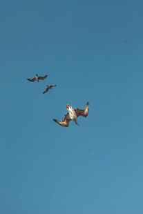 四机编队翱翔蓝天